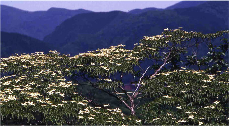 Summer...Dogwood flowers cover the mountainside